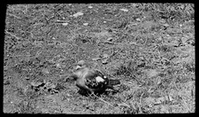 Magic Lantern Slide A HOMING PIGEON C1920 PHOTO BIRD ORNITHOLOGY