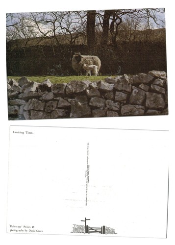 Postcard lambing time ewe - postcard,