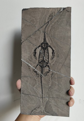 Keichousaurus skeleton fossil - keichousaurus,