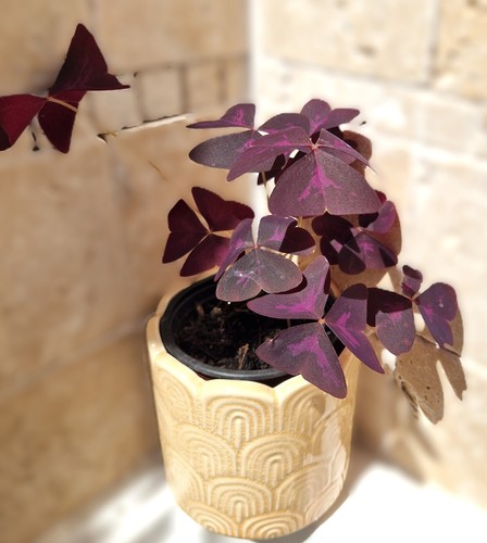 Oxalis triangularis purple - oxalis,