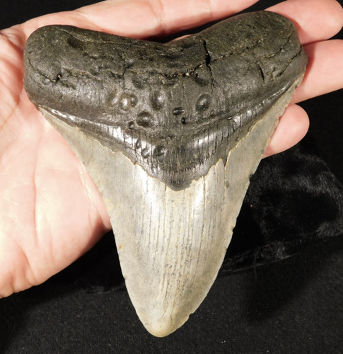 Giant museum megalodon shark - museum,