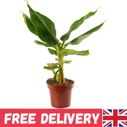 Musa dwarf cavendish exotic - musa,