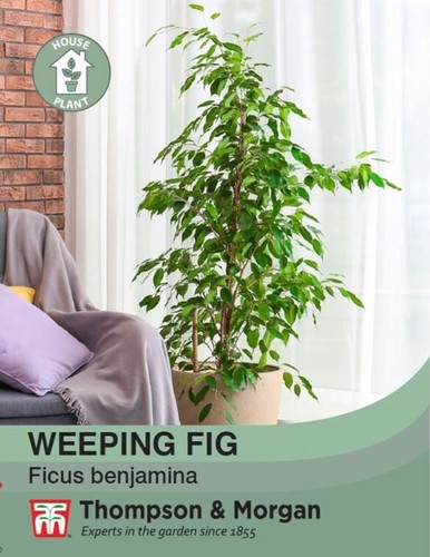Weeping fig ficus - weeping, benjamina