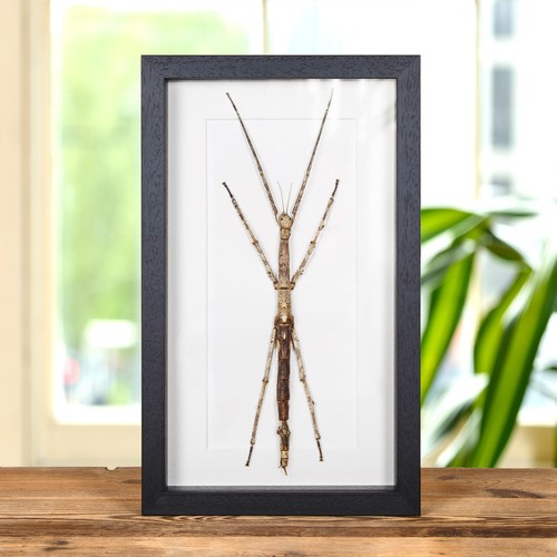 Large stick insect - large,