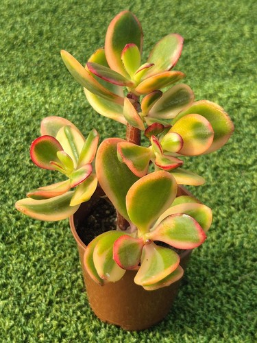 Crassula ovata hummel s - crassula,