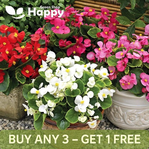Wax begonia dwarf mix - wax, 2000