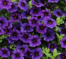 6 Trailing Calibrachoa Blue