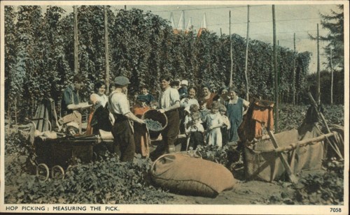 Vintage sweetman postcard hop - postcard,