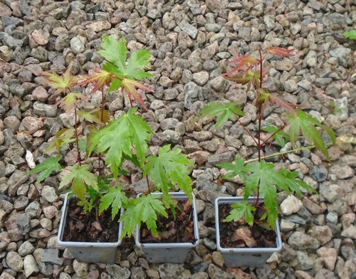 Acer palmatum japanese maple - palmatum,