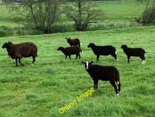 Photo 6x4 Zwartbles sheep at Lyne Hallyne This distinctive breed of sheep c2014