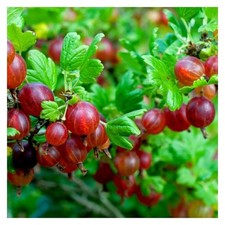 Gooseberry 'Hinnonmaki Red' -