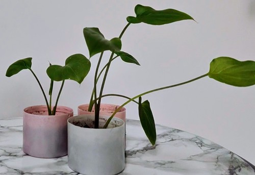 Calla lily starter plants - x,