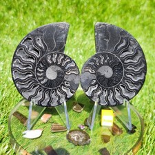 Polished Madagascar ammonite