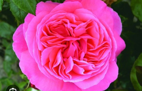 Half standard deep pink - half, pink-