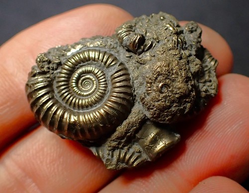 Pyrite multi ammonite - multi-ammonite, fossil