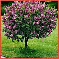 Dwarf Korean Lilac Tree