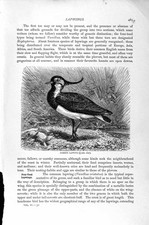 Original Old Antique Print Natural History 1895 Common Lapwing Bird Victorian