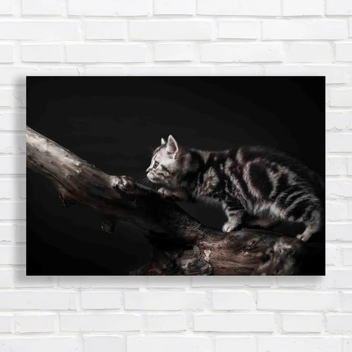 Driftwood kitten charming - a,