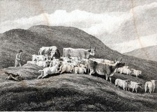 COWS AND SHEEP 1801 Samuel