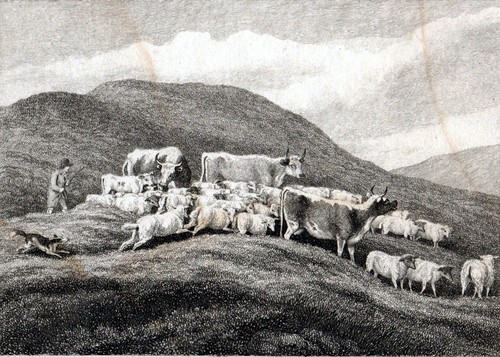 Cows and sheep 1801 samuel - cows,
