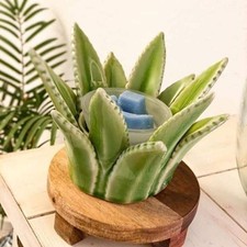Scentsy Aloe Vera 🌿 Full