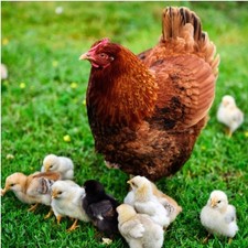 Heritage Rhode Island Red