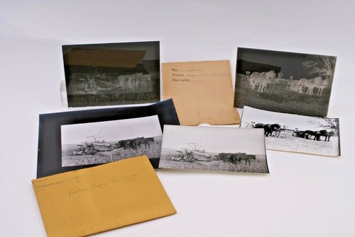 Antiq glass negatives horse - negatives,