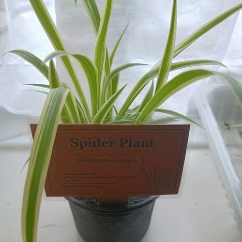 Established spider plant - spider,
