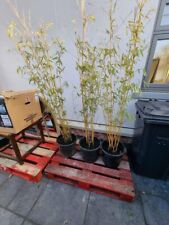 Yellow non invasive bamboo,  125-150cm Tall Plant in 20L Pot