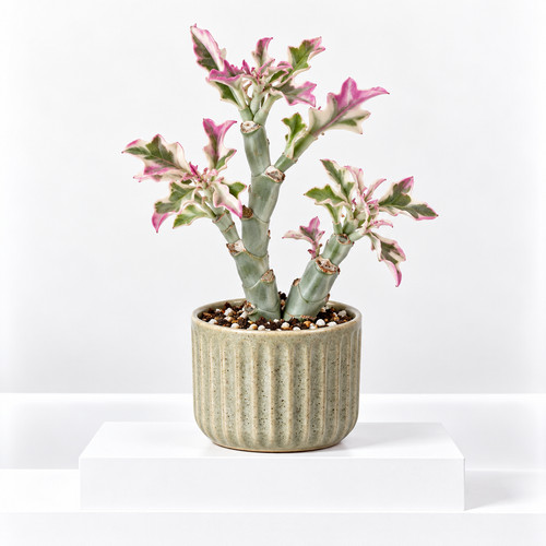 Senecio articulatus variegata - senecio,