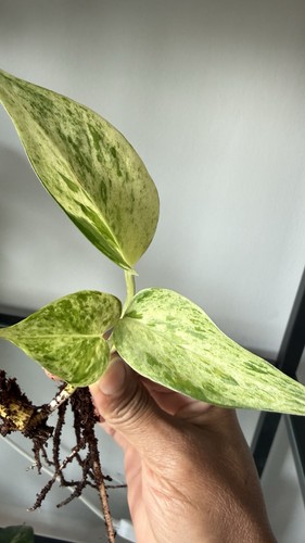 Marble queen pothos cutting - queen,