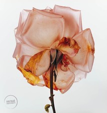 VTG Irving Penn Photo