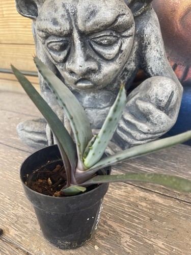 Aloe ferox rare single - ferox,