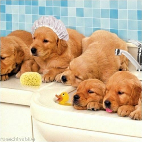 Cute golden labrador - cute,