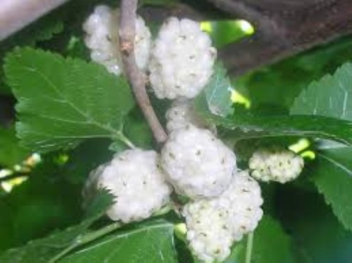 White mulberry tree - 50,