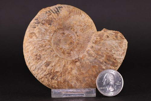 Fossil ammonite perisphinctes - ammonite,