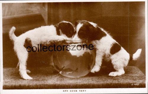 1920 spaniel terrier - spaniel, &
