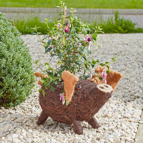 Rattan pig flower - rattan,