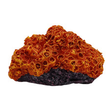 Swell orange resin brain coral - resin,