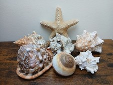 Six Mixed Sea Shells And Star Fish Aquarium Craft Collectables