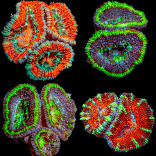 Acan Coral Bundle – 4 Live