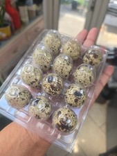 Freshly Hatched Quail Eggs