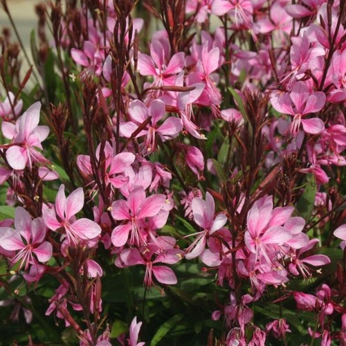 Gaura plug plants lillipop