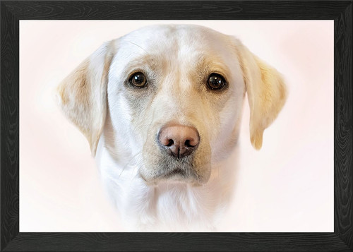 Close yellow labrador - close-up, of