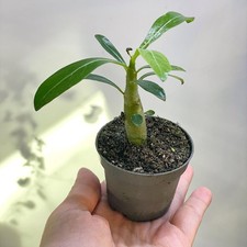 Baby Desert Rose, Adenium