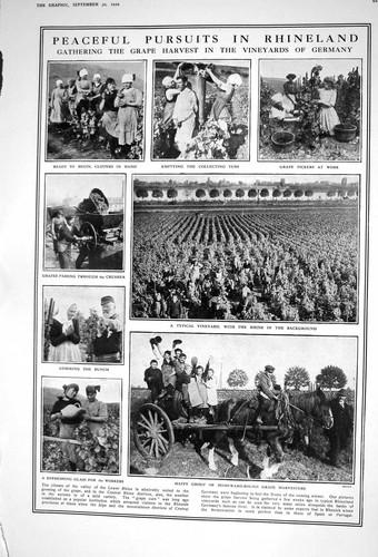 Old vintage print 1922 grape - 1922,