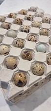 Coturnix quail eggs (12)