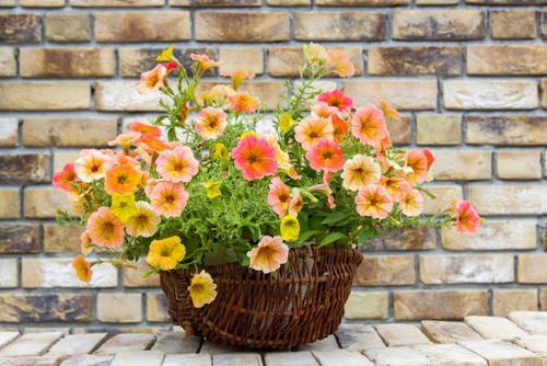 Petunia salmon orange - orange, blooms