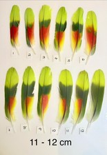 Parrot Macaw Feather Crafts