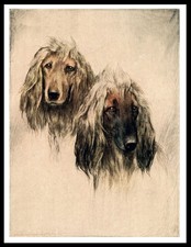 AFGHAN HOUND HEAD STUDY DOG